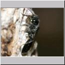 Pemphredon sp Grabwespe 13c 10mm beim Blattlauseintrag.jpg